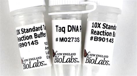 neb taq polymerase